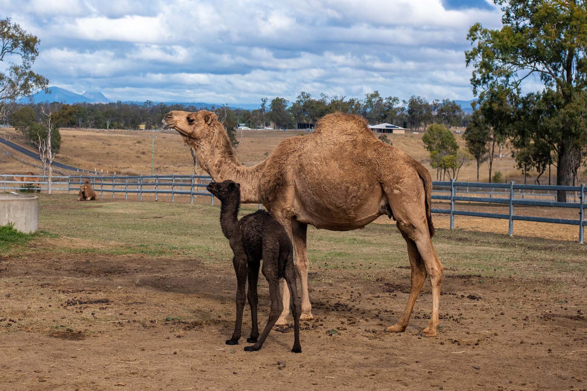 Summer Land Camels