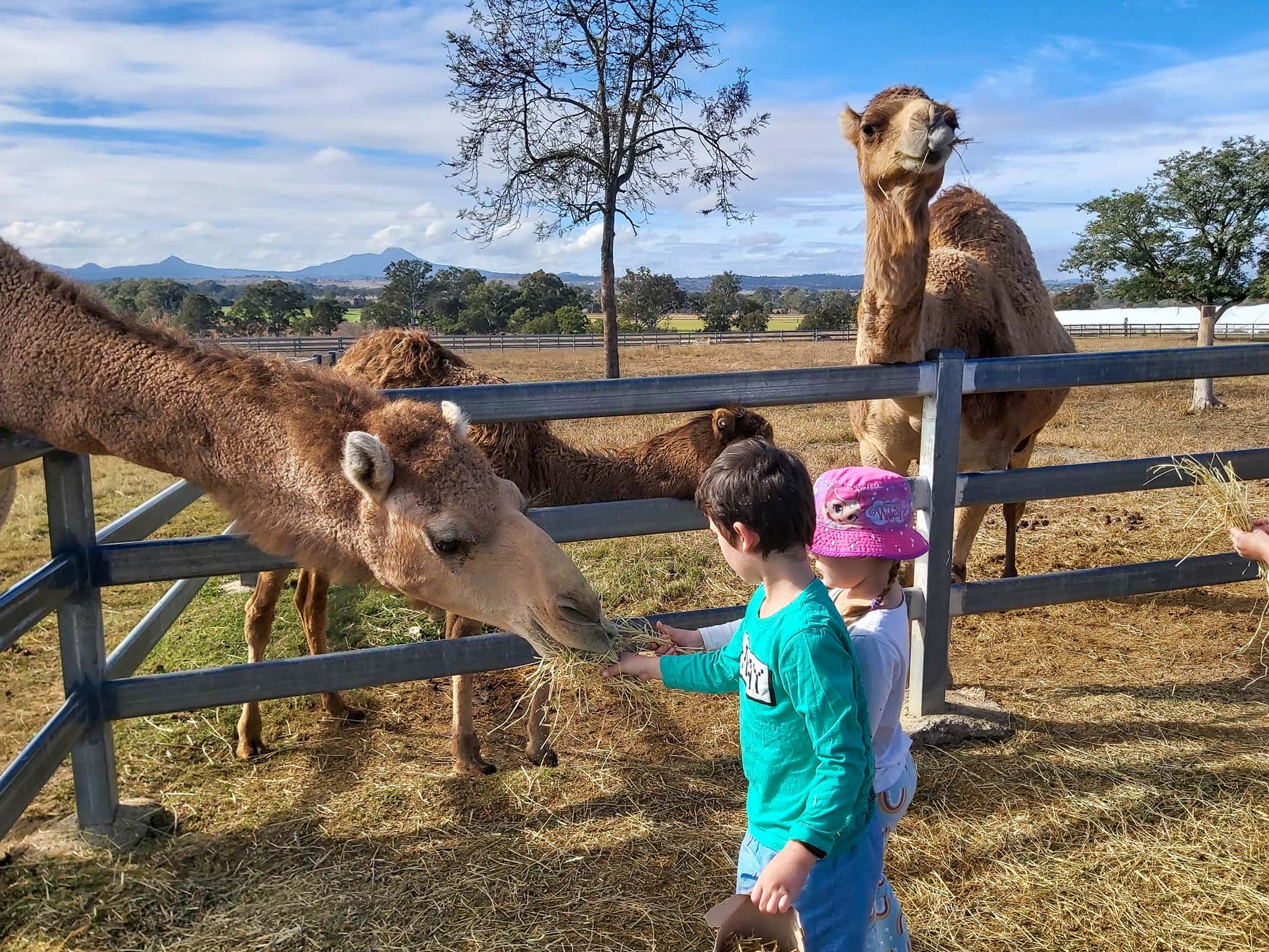 Summer Land Camel Farm