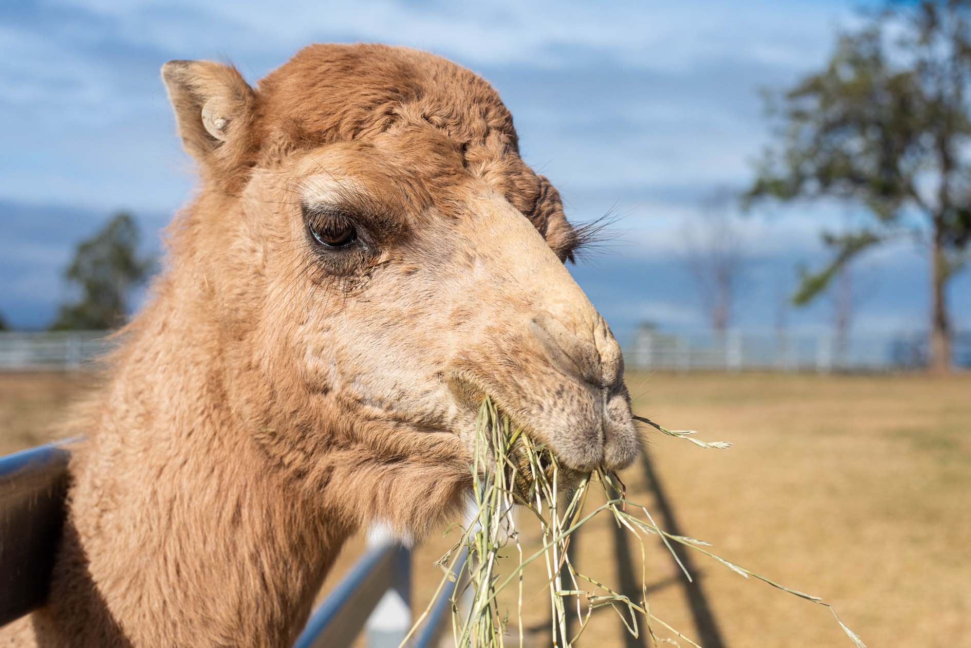 Summer Land Camels