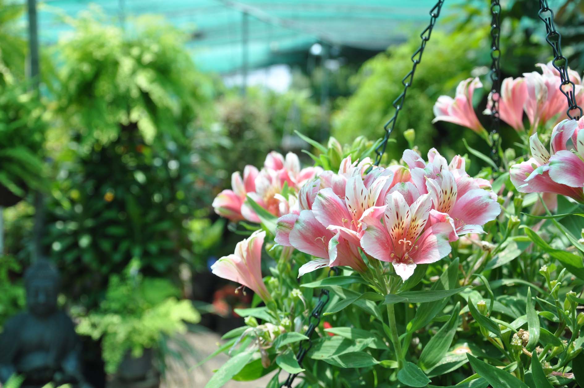 Flowers at Trevallan Lifestyle Centre