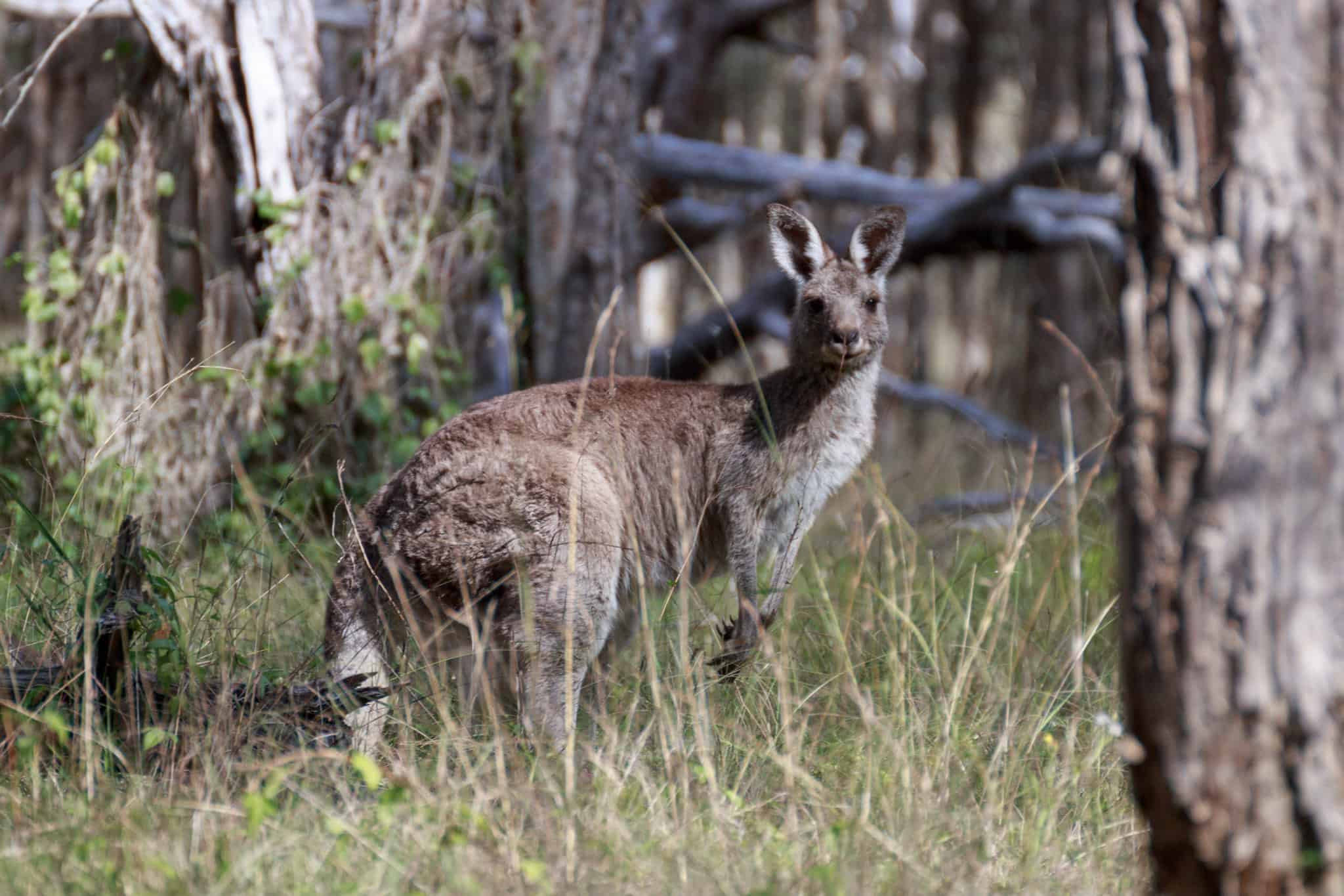 The Grey Kangaroo at Purga Nature Reserve – Michael Gibbs