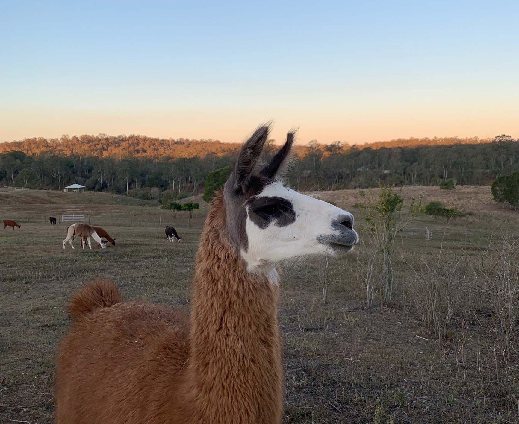 Sunset at the Llama Farm Sunset at the Llama Farm