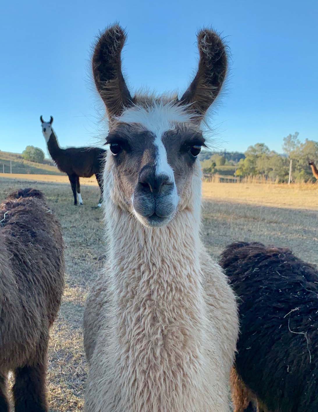 Queensland's largest Llama farm opens to the public Discover Ipswich