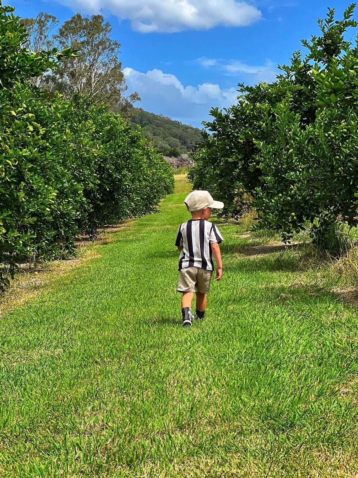 Watercress Creek Olives and Limes