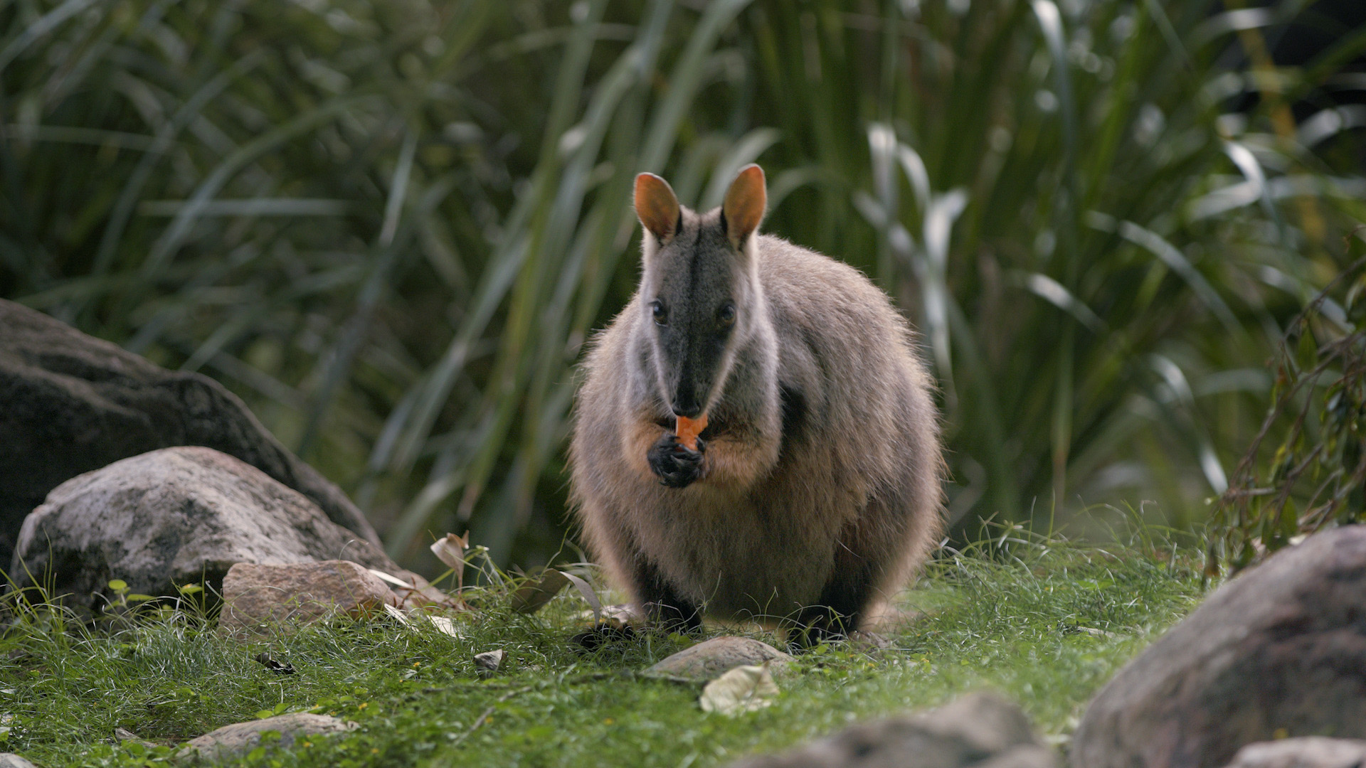 Wallaby