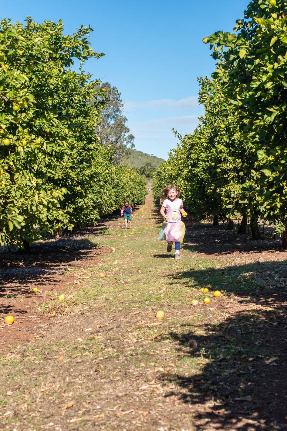 Watercress Creek Olives and Limes Photo: Jessica Palmer - Family Holiday Destinations