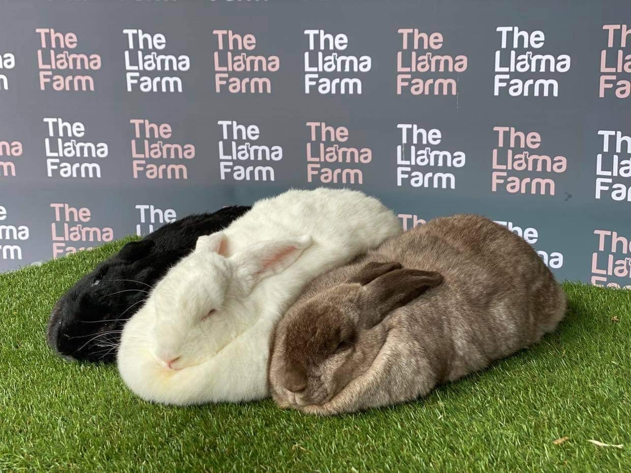 Giant bunnies at The Llama Farm