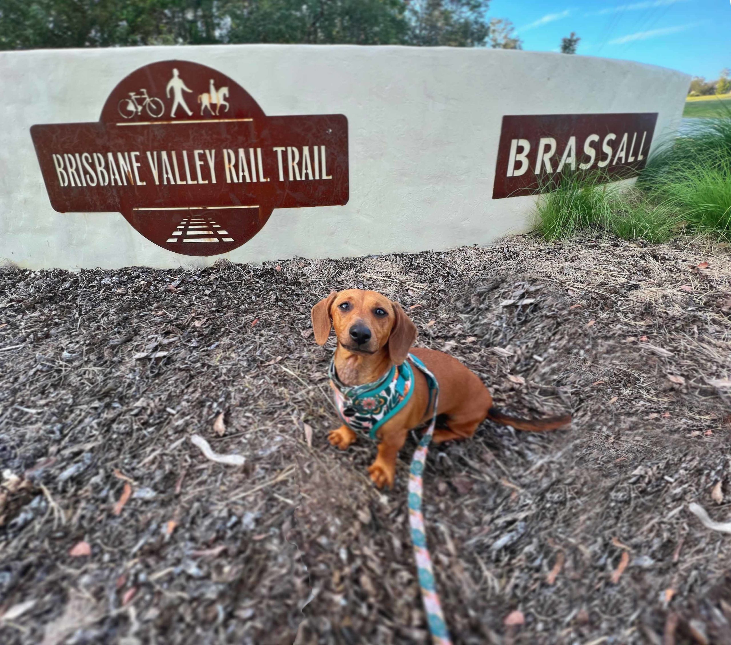 Dog walking at the BVRT Dog walking at the BVRT