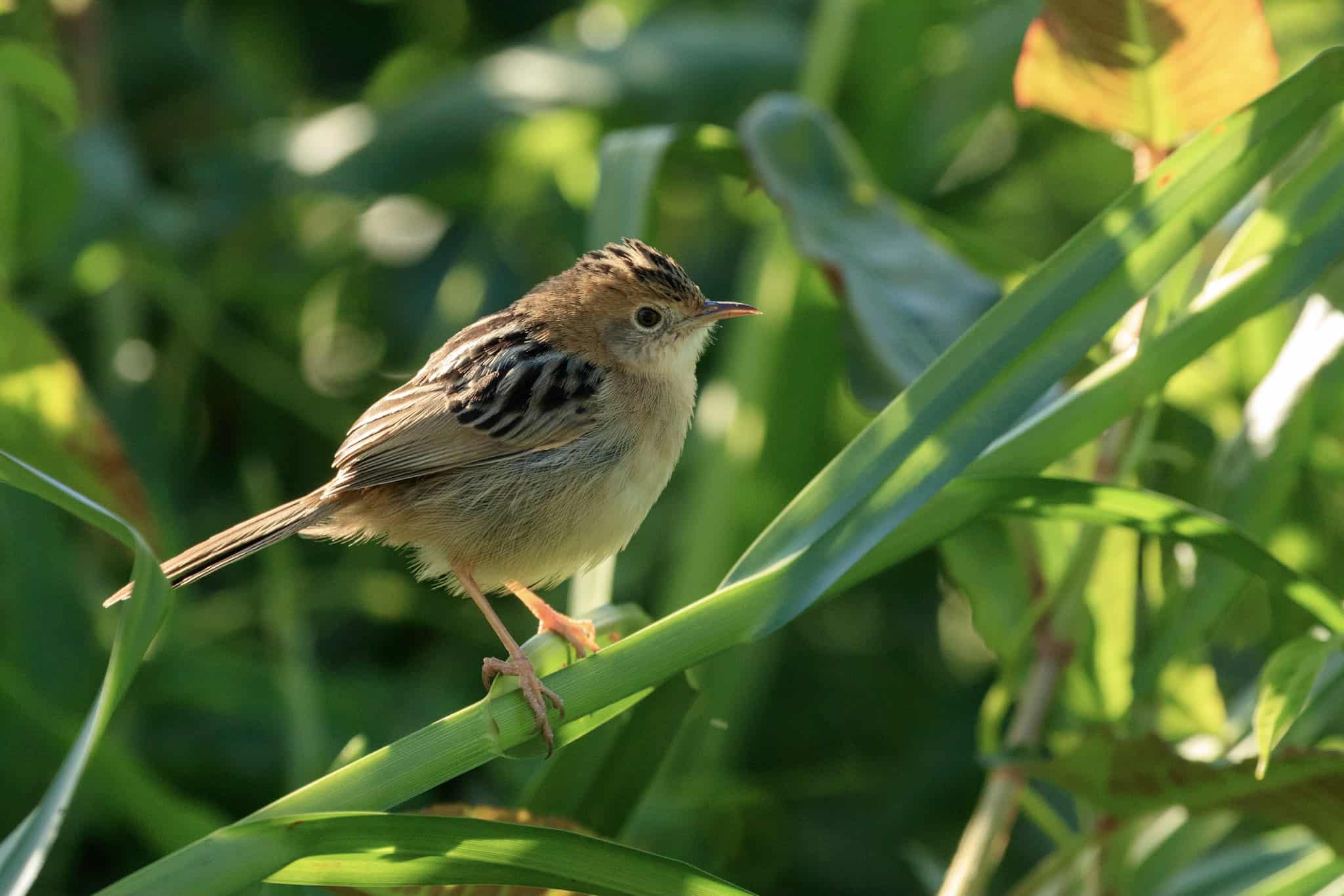 cisticola at Colleges Crossing – Michael Gibbs