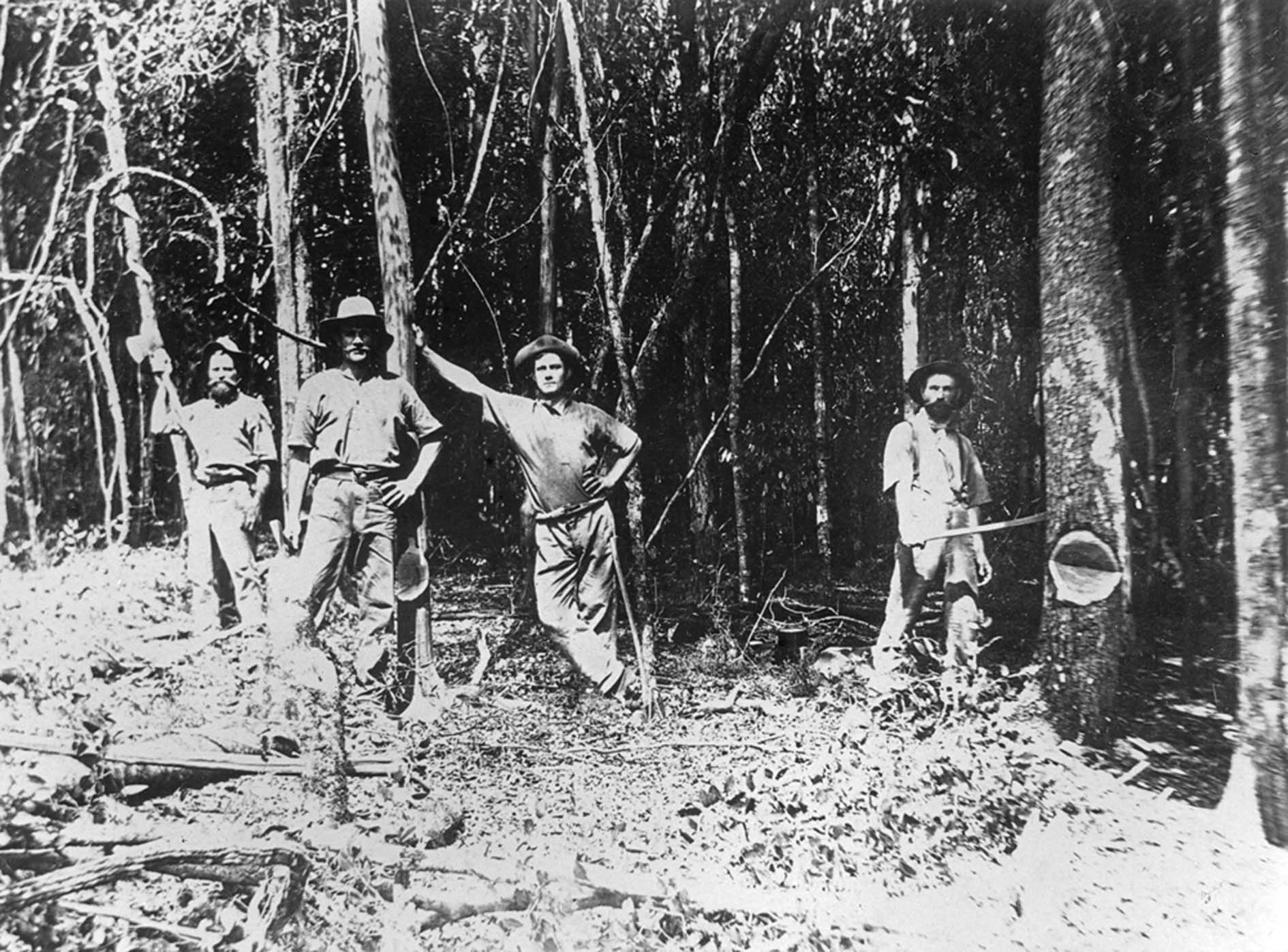 Clearing Rosewood Scrub, Ipswich, 1880s: Ipswich Libraries (spydus.com)