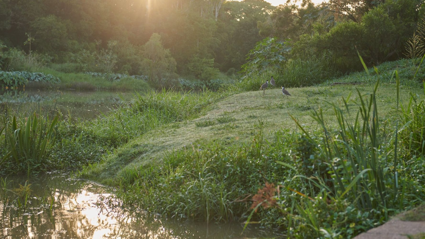 Cribb Park Discover Ipswich