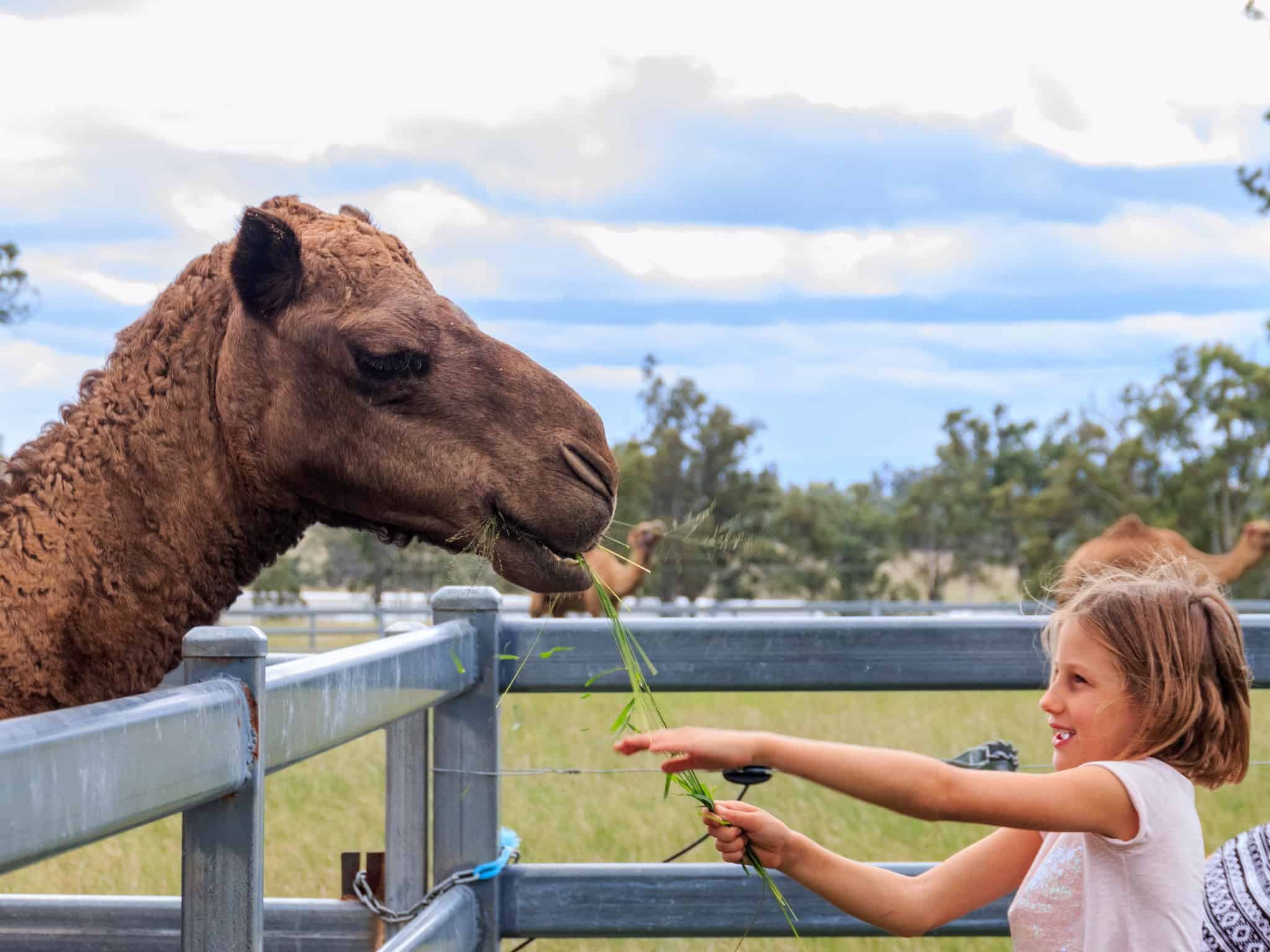 Get hands-on with the gentle camels at Summer Land Camel Farm
