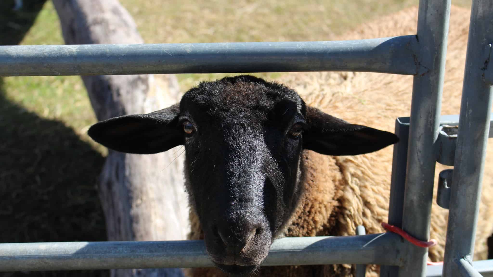 hobby farm names hobby farm names