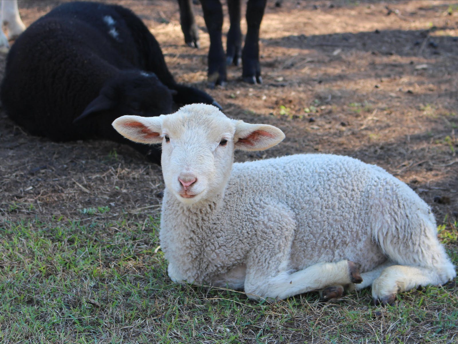 Haigslea EWE-Nique Haigslea EWE-Nique