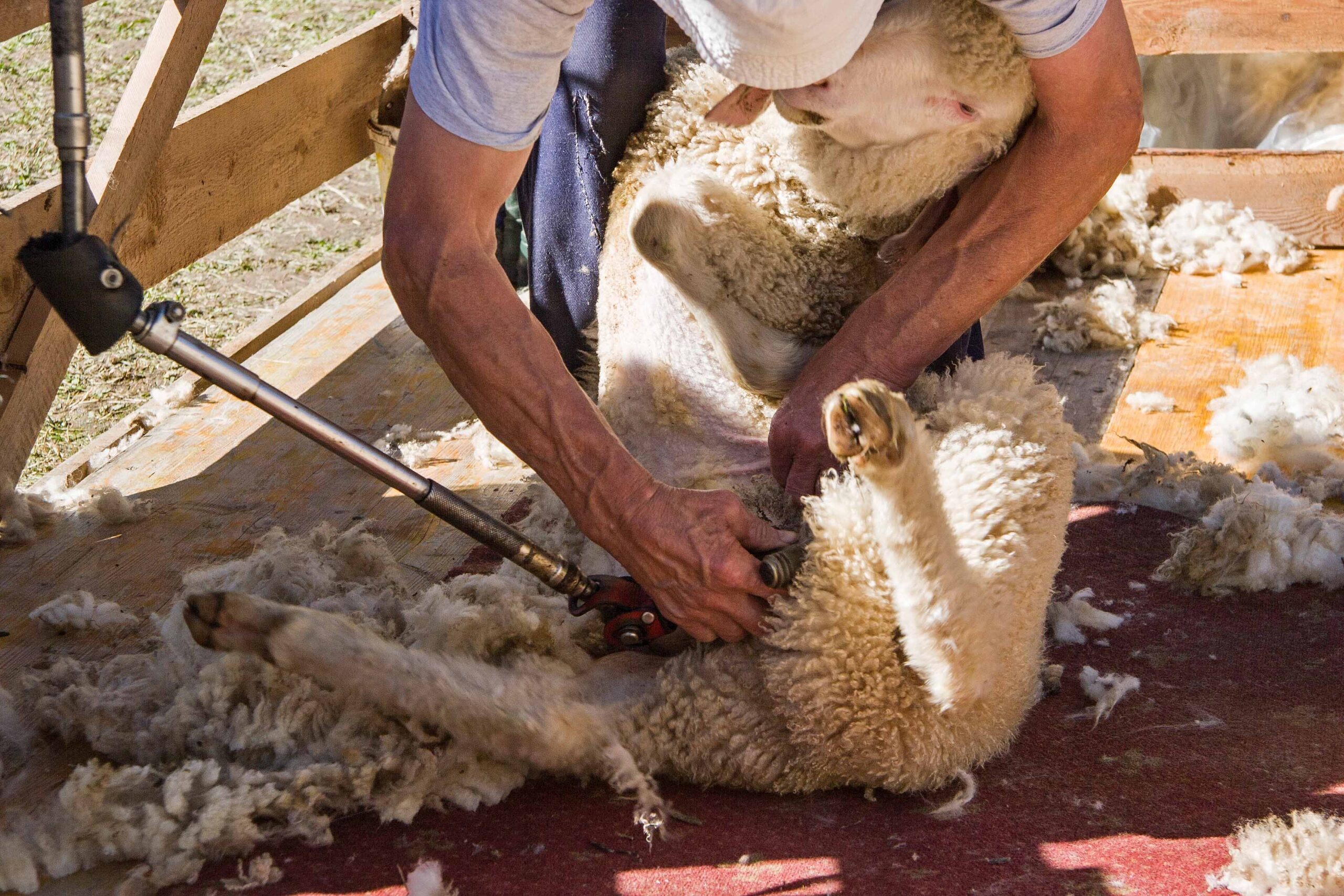 sheep shorn by the sheep farmer