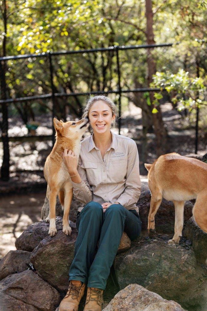 Ipswich Nature Centre dingoes Ipswich Nature Centre dingoes