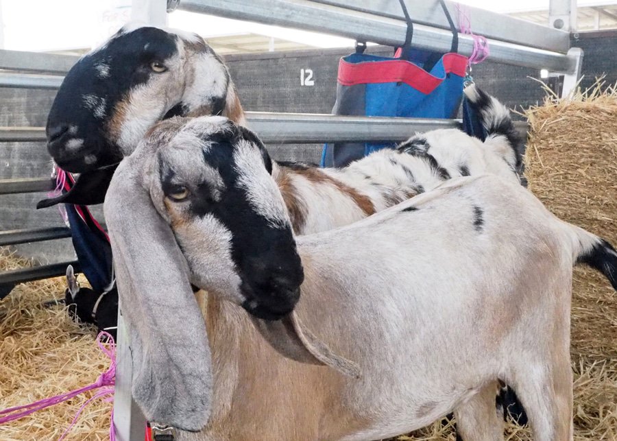 marburg-show-goats