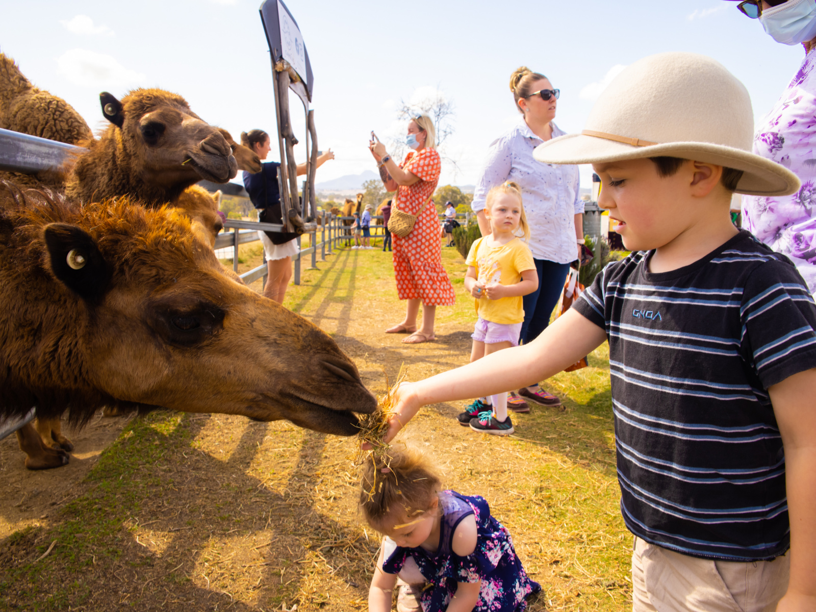 Summer Land Camels Christmas markets