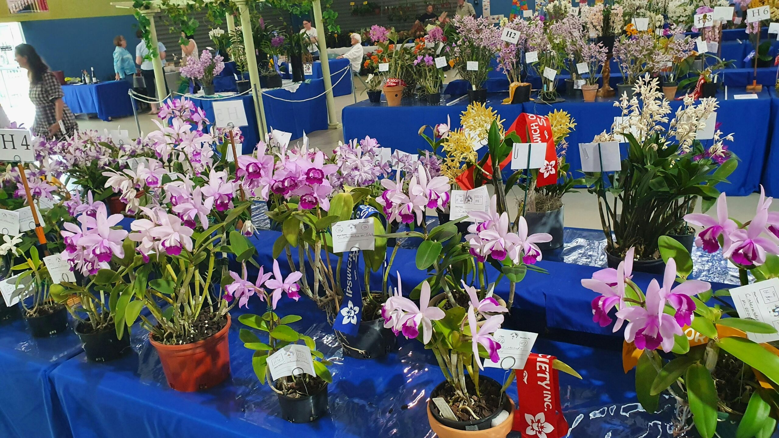 Ipswich Garden Spectacular