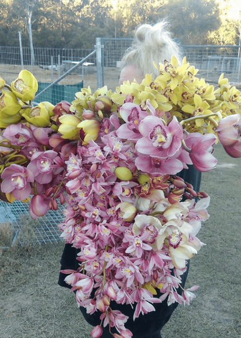 orchids