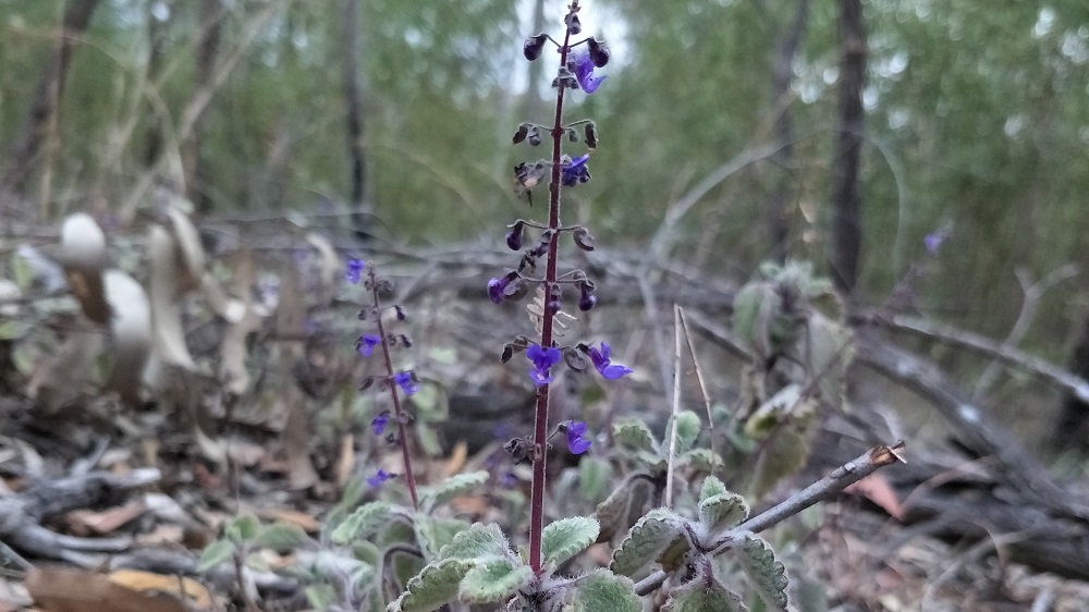 Plectranthus herb at White Rock