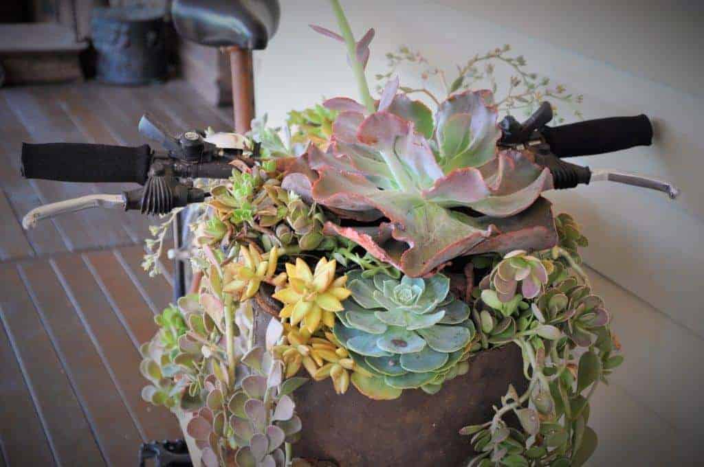 succulents bike (2)