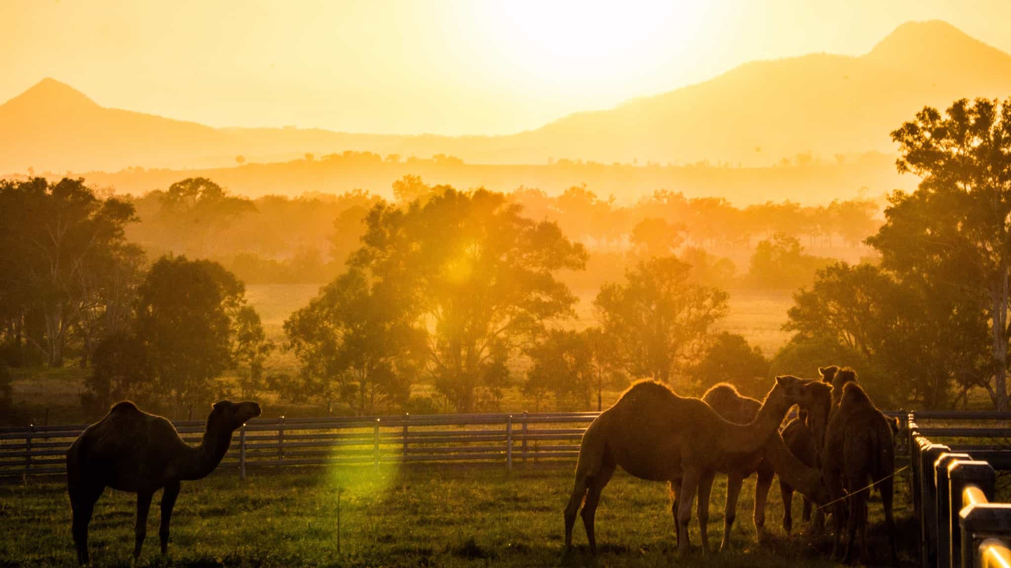 Summer Land Camels