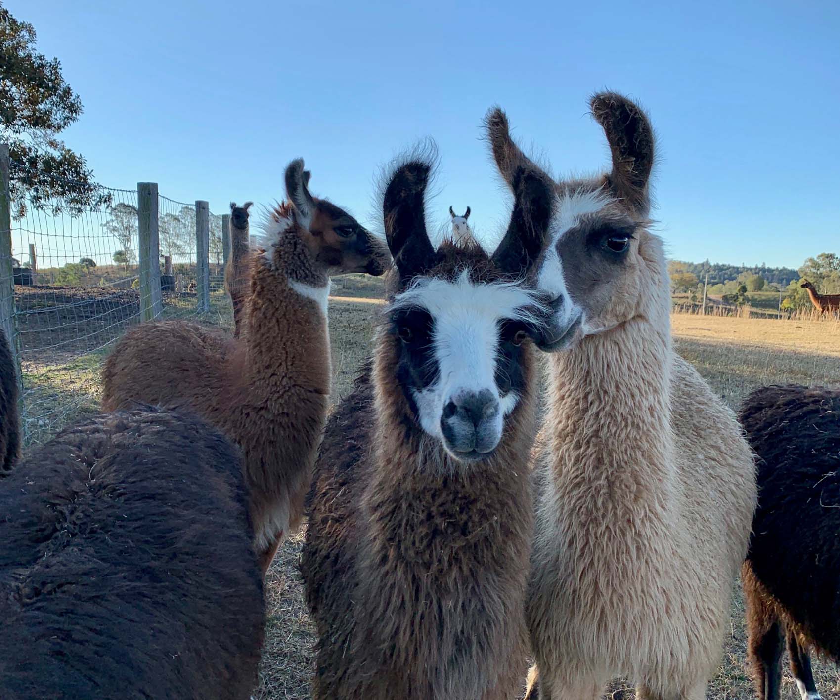 Llamas at the Llama Farm Llamas at the Llama Farm