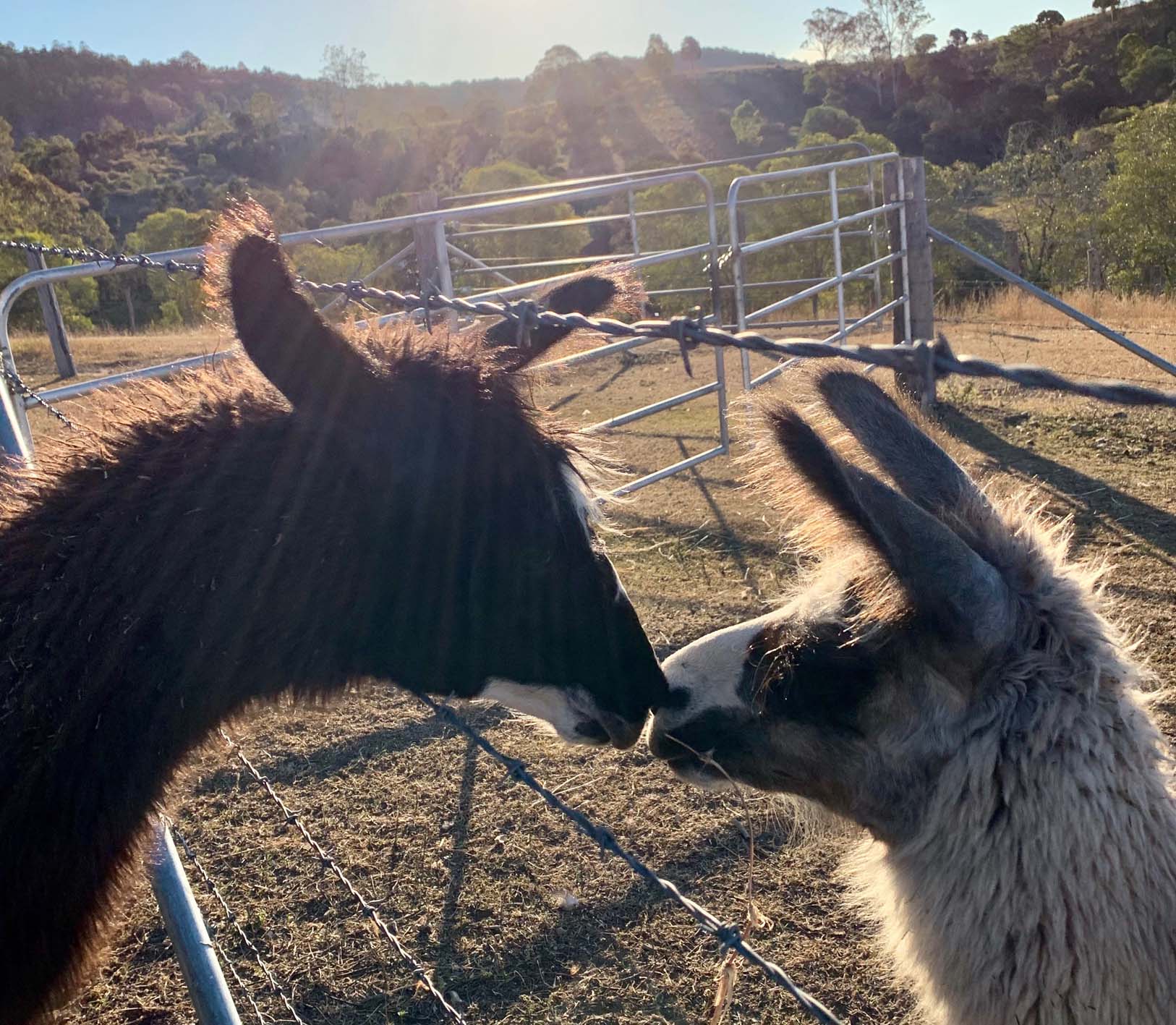 Kisses at the Llama Farm