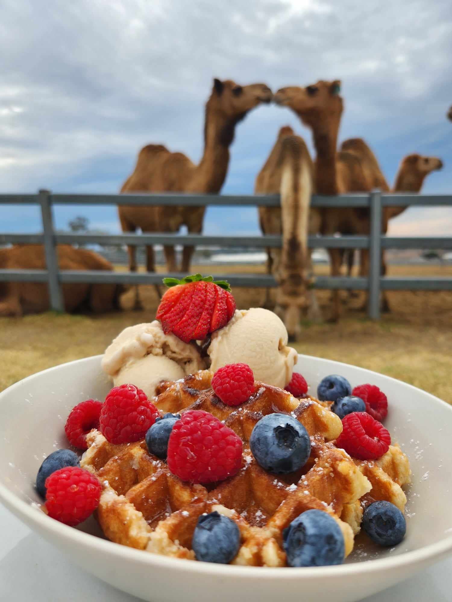 Two for one breakfast is available at Summer Land Camels on Valentine's Day